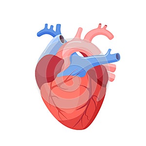 Anatomical Heart Isolated. Muscular Organ in Human photo