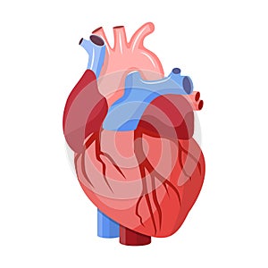Anatomical heart isolated. photo