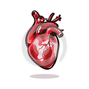 Anatomical heart vector