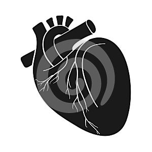Anatomical Heart Vector