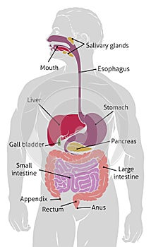 Human Gut Digestive System Gastrointestinal Tract photo