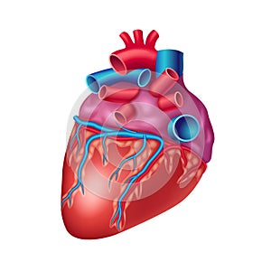 Anatomical human heart icon with vessels and aorta