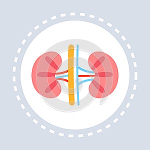 Anatomical human kidney icon healthcare medical service logo medicine and health symbol concept flat