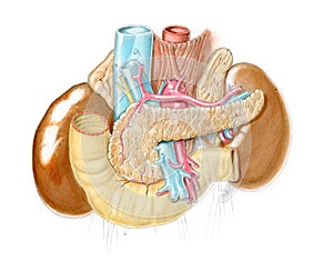 Anatomical illustration of abdomen