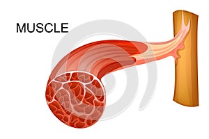 Anatomical illustration of muscle fibers for medical journals