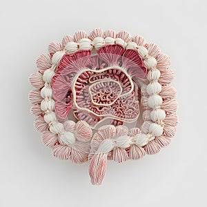 Anatomical Kidney Cross-Section Model Showing Internal Structures and Detailed Features Highlighting the Intricacies of Human