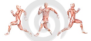 Anatomical man running muscles