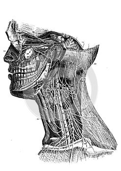Anatomical medical illustration