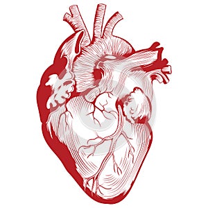 Anatomical medical illustration, Human heart organ illustration photo