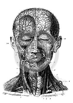 Anatomical medical illustration photo