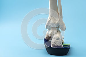 Anatomical model of the bones of the foot wearing an orthopedic insole with copy space concept for Foot health care solutions,