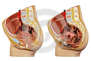 Anatomical model female pelvis