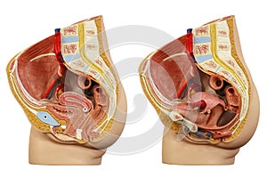 Anatomical model female pelvis photo