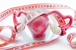 Anatomical model of female uterus ovaries with measuring tape symbolizing enlarged body and measurement. Diagnosis enlarged uterus