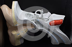 Anatomical Model Of The Human Ear