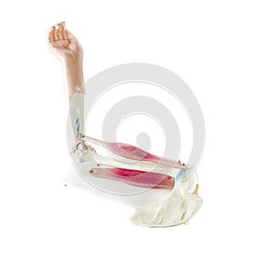 Anatomical model of a human hand isolated on white background