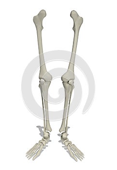 Anatomical model of human legs