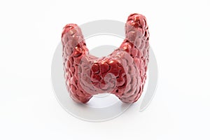 Anatomical model human thyroid gland closeup front isolated on white uniform background. Photos for thyroid image in endocrinology