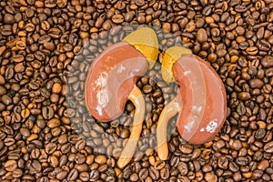 Anatomical model of kidneys with adrenals lies on scattered roasted coffee beans. Effect of coffee and caffeine on excretory funct