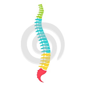 Spine column anatomy