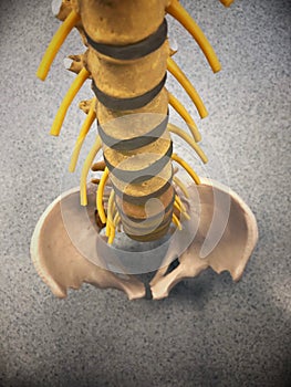 Anatómico de columna vertebral 