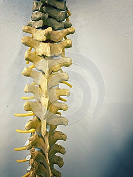 Anatómico de columna vertebral 