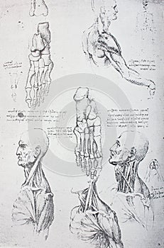 Anatomical notes. Profile, face, foot. Manuscripts of Leonardo da Vinci in the vintage book Leonardo da Vinci by A.L. Volynskiy, photo