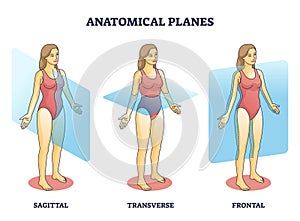 Anatomical planes examples for medical human body transection outline diagram photo