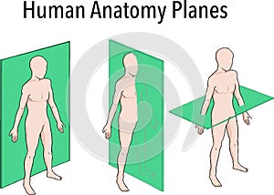 Anatomical planes of section, showing sagittal, coronal and transverse planes through a male body. Created in Adobe Illustrator. photo