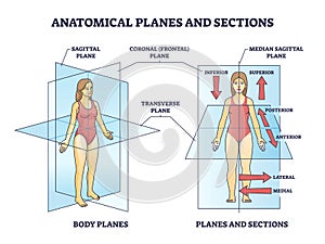 Anatomical planes or sections for human medical body division outline diagram photo