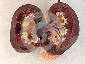 Anatomical plastic model of human kidney