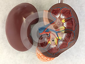 Anatomical plastic model of human kidney