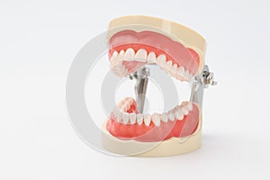 Plastic model of an open jaw on a white background