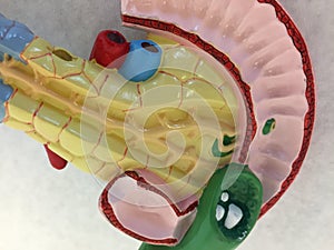 Anatomical plastic model showing pancreas, gall bladder with gallstones, duodenum, bile ducts and blood vessels