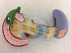 Anatómico el plastico desplegado páncreas bilis vejiga cálculos biliares duodeno bilis canales a sangre vasos 