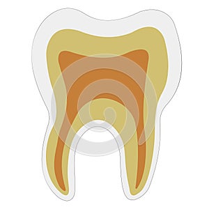 Anatomical shape tooth dentin Enamel pulp, vector logo teeth structure for dental clinic