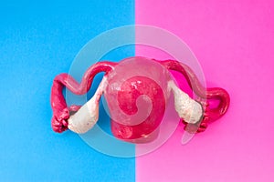 Anatomical shape of uterus is located in middle of frame, divided by half by pink and blue background. Concept of gender features