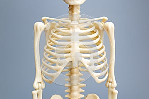 Anatomical skeleton model, Skeletal system