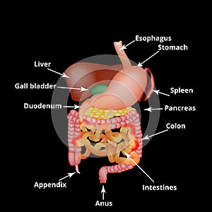 Anatomical structure of the abdominal organs. Spleen, liver, gallbladder, stomach, intestines, colon, pancreas. Vector