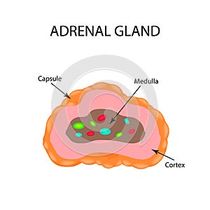 The anatomical structure of the adrenal gland. Vector illustration photo