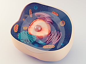 Anatomical structure of animal cell photo