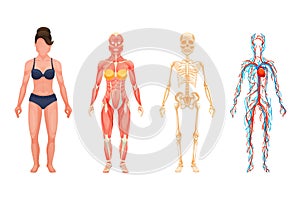 Anatomical structure of body of person, woman body.