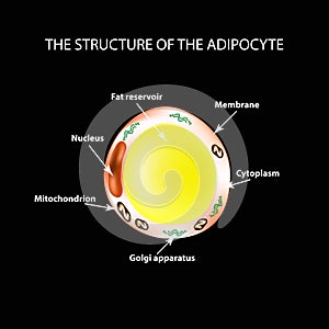 The anatomical structure of the fat cells. Adipocyte. Infographics. Vector illustration on a black background