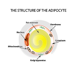 The anatomical structure of the fat cells. Adipocyte. Infographics. Vector illustration on isolated background
