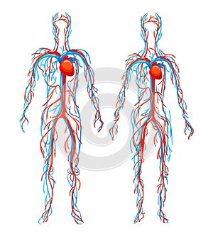 Anatomical structure human bodies. Blood vessels with arteries, veins.