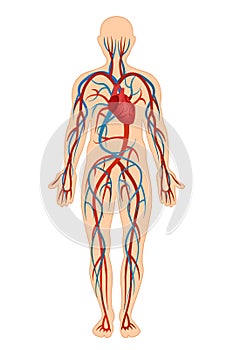 Anatomical structure of human body, circulatory system, arteries, veins.