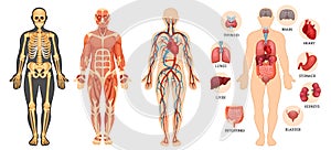 Structure of human body, skeleton, muscular system, blood vessels, organs.