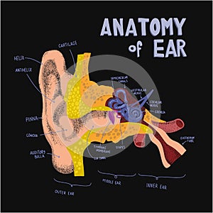 anatomical structure the human ear. Anatomy of human ear in doodle and drawn style. Cochlea ans ear compopents.