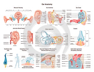 Anatomical structure of the human ear set. Outer, middle and inner ear