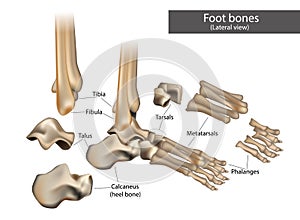 Anatomical structure of the human Foot bones.